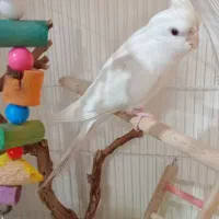 عروس هلندی نر آلبینو