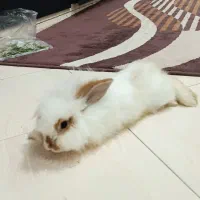 خرگوش لوپ هلندی
