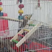 عروس هلندی نر گل باقالی