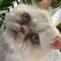 گربه ی نر پرشین بالغ