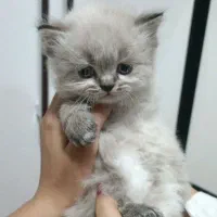 واگذاری گربه ترکیب اسکاتیش و پرشین