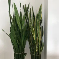 گیاه سانسووریا ساده و ابلق کاملاً باطراوت|گل و گیاه طبیعی|ساری, |دیوار