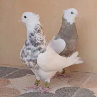 طوقی|پرنده|اهواز, بهارستان|دیوار