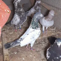 یک‌جفت کبوتر آس