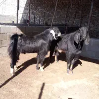 دوتا پازن درجه یک