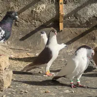 11 تا رنگه نر پرشی کفتر بوم|پرنده|مشهد, آزادشهر|دیوار