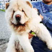 سگ چاوچاوسفید و پرتقالی نر و ماده