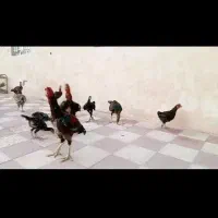 مرغ و خروس لاری|حیوانات مزرعه|کوه چنار, |دیوار