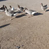 ۱۲عدد غاز|حیوانات مزرعه|اردبیل, |دیوار