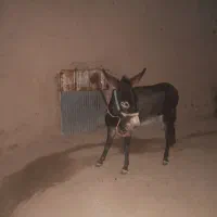 خرگله ماده
