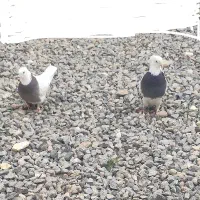 کبوتر طوقی دورنگ