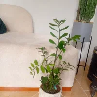 گل و گلدان طبیعی