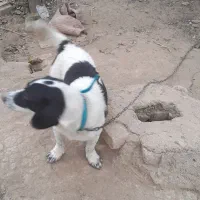 سگ نگهبان|سگ|بجنورد, |دیوار