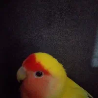 کوتوله صورت هلویی دستی|پرنده|زاهدان, |دیوار