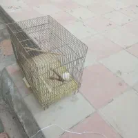 قفس|لوازم جانبی حیوانات|هشتگرد, فاز ۱ مهستان|دیوار