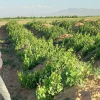 باغ انگور و زمین