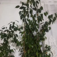 گل بنجامین یوگا