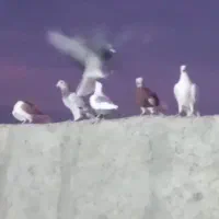 20 تا ی بوم|پرنده|قزوین, |دیوار