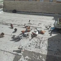 سرک  رنگی تهرانی گوره کله ای کله دم اراکی