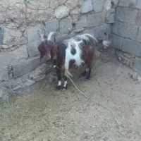یک راس بز جوان