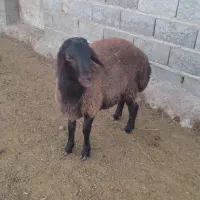 فروش بره قوچ مناسب برای پروار و اصلاح نژاد