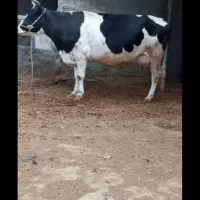 گاو جوان بسیار آرم با ۸ماه آبستنی مناسب خونه