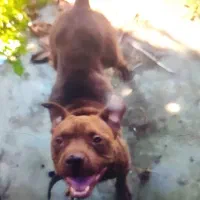 سگ پیت بول ماده امریکایی