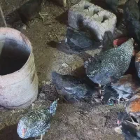 مرغ|حیوانات مزرعه|پاوه, |دیوار