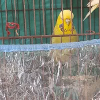 پرنده|پرنده|میناب, |دیوار