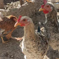 فروش تعدادی مرغ محلی