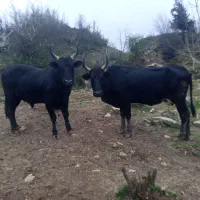 ورزا سر شاخی