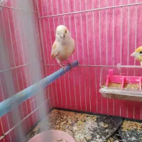 قناری ماده جوانه اماده|پرنده|خواف, |دیوار