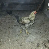 با سلام حدودا ۴۰ عدد مرغ خروس طبیعی