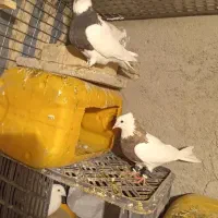 دوتا طوقی ماده پاک|پرنده|چناران, |دیوار