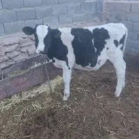 گوساله نر از شیر وا