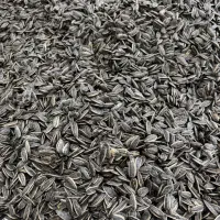 شورکاری تخمه وآجیل حرفه ای|عمدهفروشی|قرچک, شهرک صنعتی قرچک|دیوار