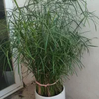 گل طبیعی نخل مرداب|گل و گیاه طبیعی|مشهد, موسوی قوچانی|دیوار