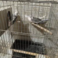 فروش عروس هلندی|پرنده|آران و بیدگل, |دیوار