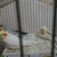 پرنده|پرنده|ابهر, |دیوار