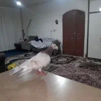 لوازم زینتی وکفتر سار کله هما|کلکسیون اشیاء عتیقه|مشهد, قائم|دیوار