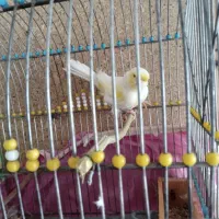 عروس هلندی مرغ عشق قناری|پرنده|امیدیه, |دیوار