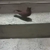 نر سرخ بدون عیب