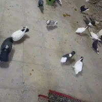 کفتر رنگی درجه یک