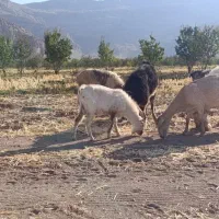 دوبر نر بز سانن|حیوانات مزرعه|فلارد, |دیوار