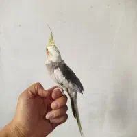 جوجه عروس هلندی سه ماه آماده برای آموزش