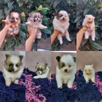 پامرانین|سگ|رشت, گلسار|دیوار