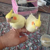 عروس هلندی|پرنده|شیراز, شهرک کوشکک|دیوار