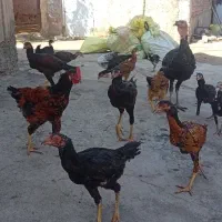 جوجه لاری و محلی فروشی