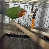 طوطی برزیلی|پرنده|پیشوا, |دیوار