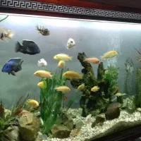 آکواریوم بزرگ|ماهی|رشت, حمیدیان|دیوار